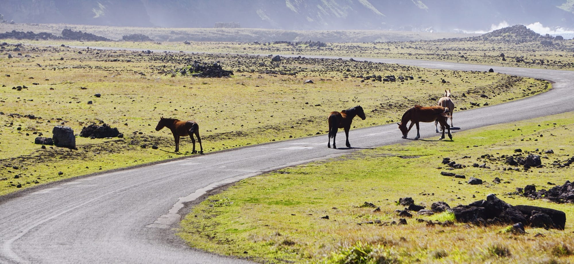 Four horses are walking along a road on Easter Island, with mountains and greenery in the background. 
