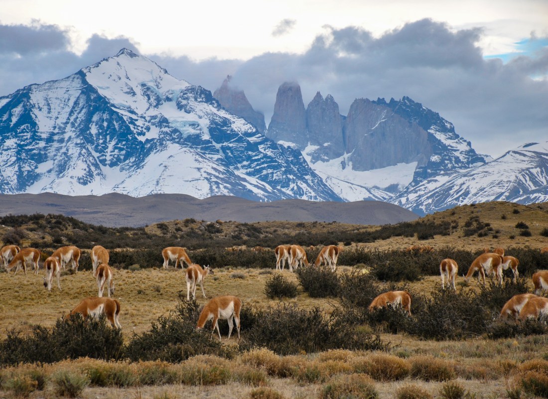 A herd of deer are munching on grass with snowcapped mountains in the background. 
