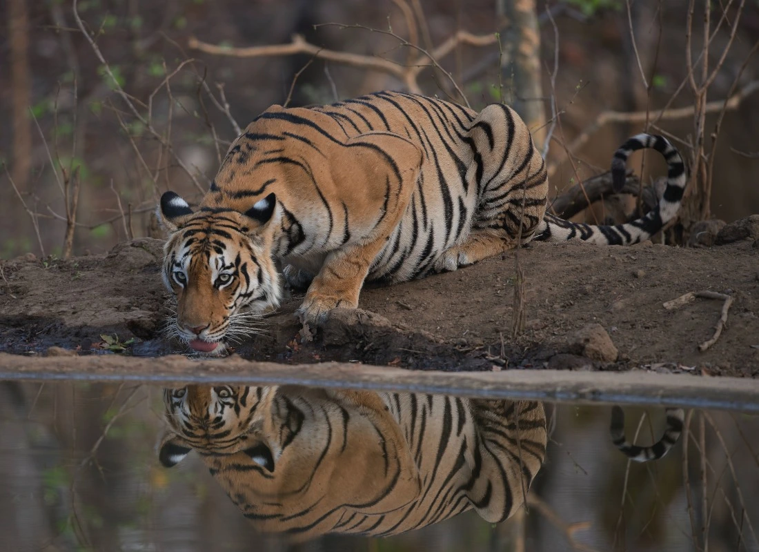A tiger is drinking water in a watering hole.